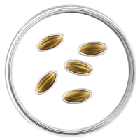 Lettonia 15 euro oro proof 2026 - Semi d'oro