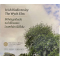 Irlanda euro set BU 2025 - Biodiversità - l'olmo montano